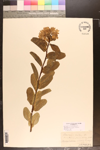 Asclepias viridis image