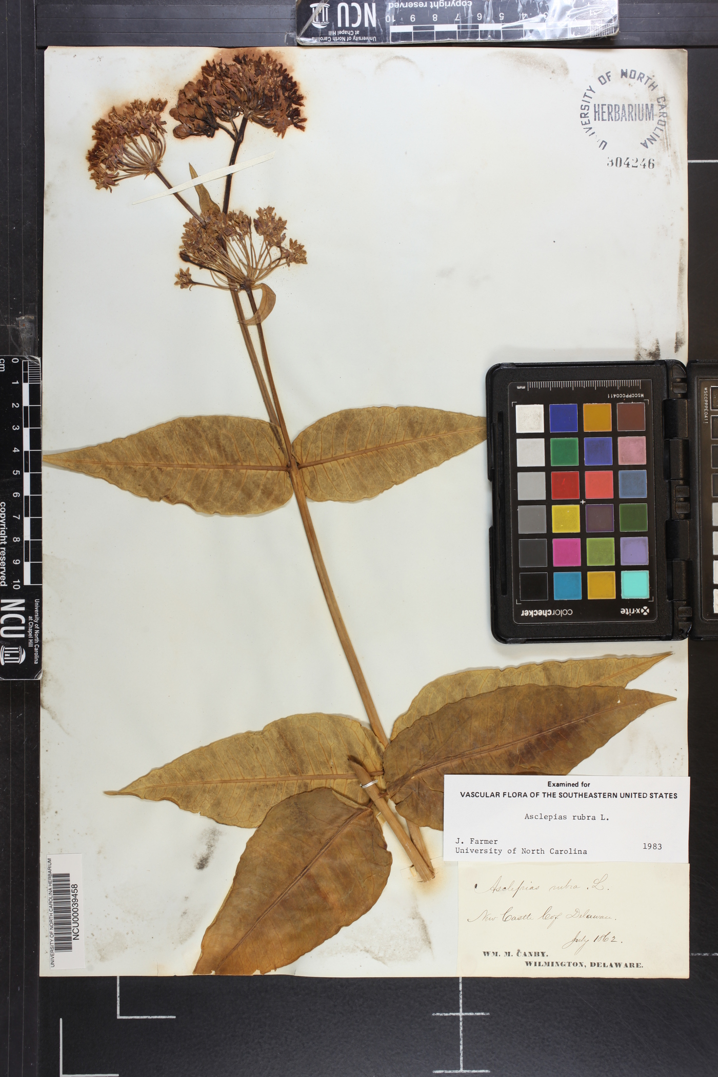 Asclepias rubra image