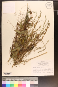 Cuscuta indecora image