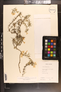 Phlox subulata image