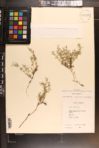 Phlox subulata image