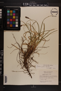 Carex picta image