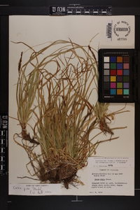 Carex picta image