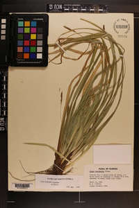 Carex baltzellii image