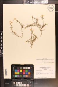 Phlox subulata image