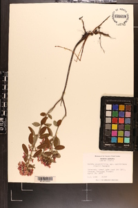 Kalmia angustifolia image