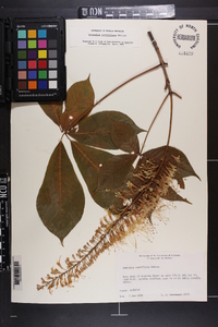 Aesculus parviflora image