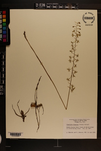 Tipularia discolor image