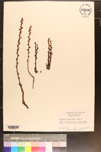 Epifagus virginiana image