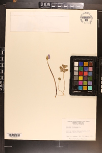 Oxalis violacea image