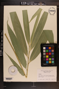 Arundinaria gigantea image