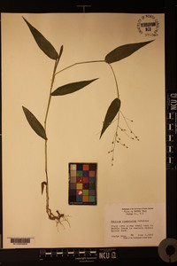 Panicum commutatum image