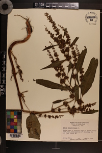 Rumex obtusifolius image