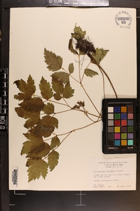 Actaea racemosa image