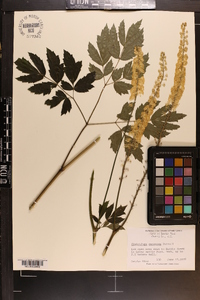 Actaea racemosa image