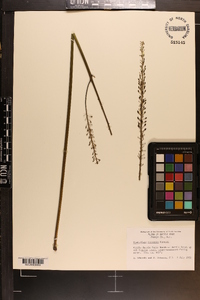 Actaea racemosa image