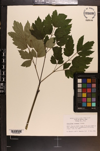 Actaea racemosa image