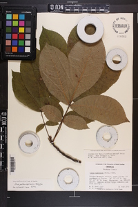 Carya pallida image