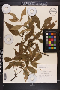 Carya pallida image