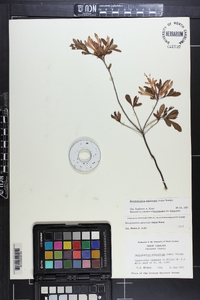 Rhododendron atlanticum image