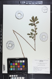 Rhododendron atlanticum image