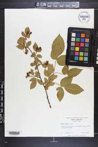 Rubus argutus image