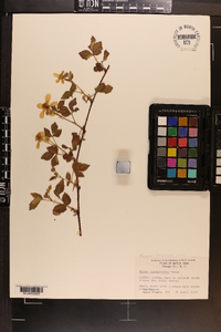 Rubus flagellaris image