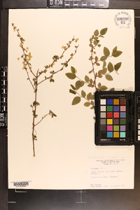 Spiraea prunifolia image