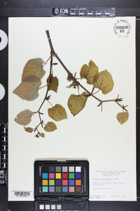 Tilia americana var. heterophylla image