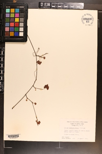 Vitis rotundifolia image