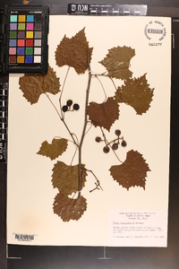 Vitis rotundifolia image