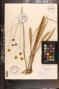 Coreopsis falcata image