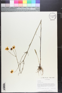 Coreopsis linifolia image