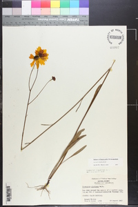 Coreopsis linifolia image