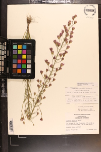 Liatris patens image