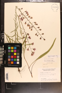 Liatris patens image