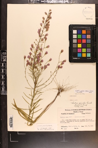 Liatris patens image