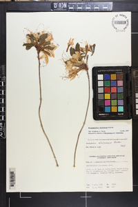 Rhododendron alabamense image