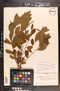 Rhododendron canescens image