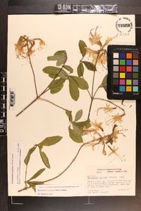 Rhododendron canescens image