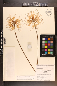 Rhododendron canescens image