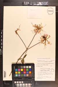 Rhododendron canescens image