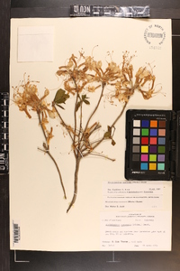 Rhododendron canescens image