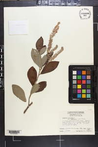 Clethra alnifolia image