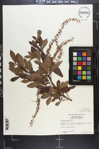 Clethra alnifolia image