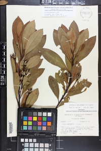 Gordonia lasianthus image