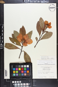 Gordonia lasianthus image