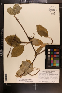 Schisandra glabra image