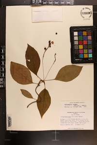 Schisandra glabra image