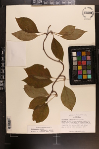 Schisandra glabra image